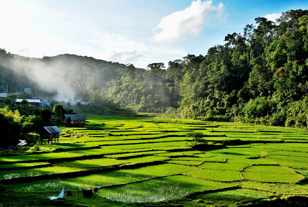 hình ảnh ruộng lúa nước